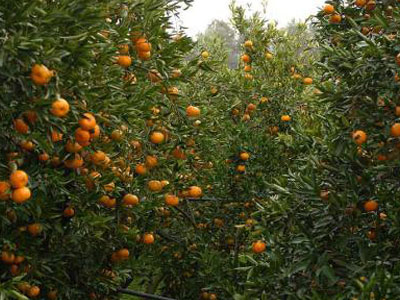 Σαπίζουν τα πορτοκάλια στην Άρτα